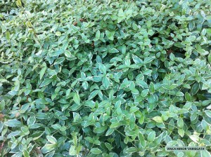 Vinca minor 'Variegata'  